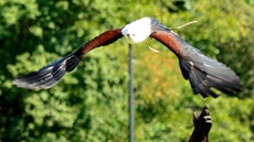 Schrei-Seeadler (9).jpg